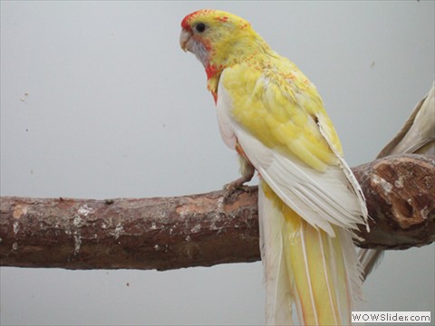 Pennant Gelbpastell