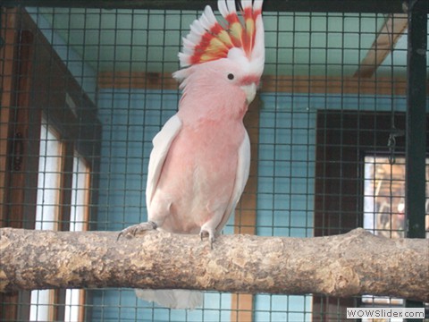Inkakakadu