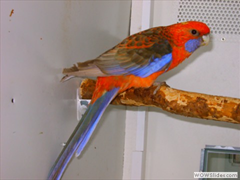 Pennant Orangezimt