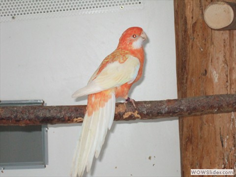 Pennant Albino Orange