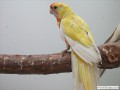 Pennant Gelbpastell