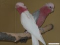 Rosakakadu Lutino