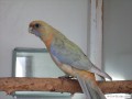 PennantSilberorange